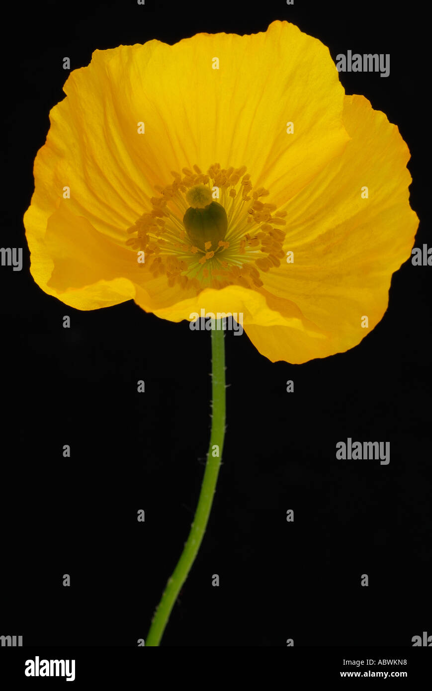 Gelber Mohn Papaveraceous Papaver einzelne Blüte kultivieren kultivierten jährlichen Stockfoto