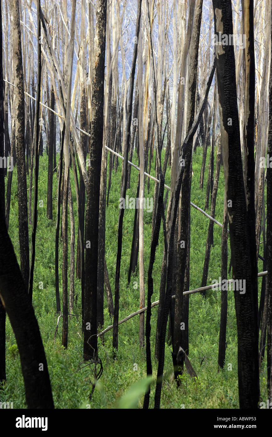 Verbrannter Wald Mount Hotham Victoria Australien Stockfoto