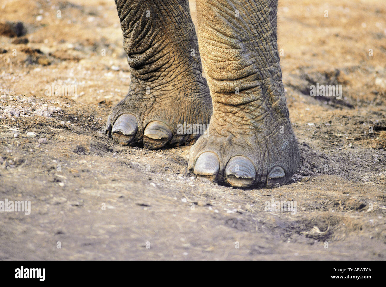 Nahaufnahme von afrikanischen Elefanten Vorderpfoten Stockfoto