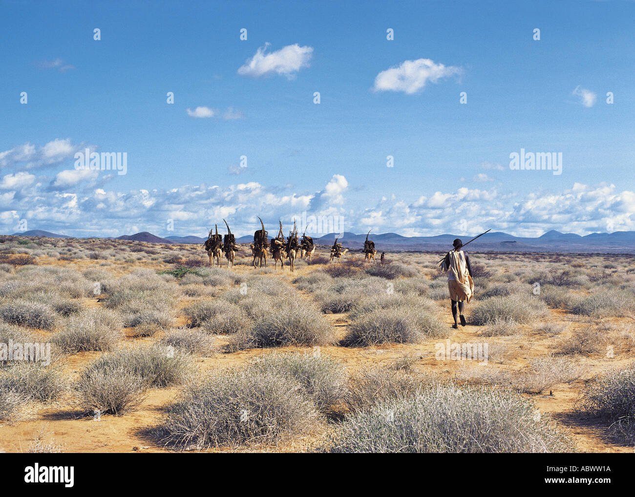 Gabbra Menschen mit ihren Kamelen während der migration Stockfoto
