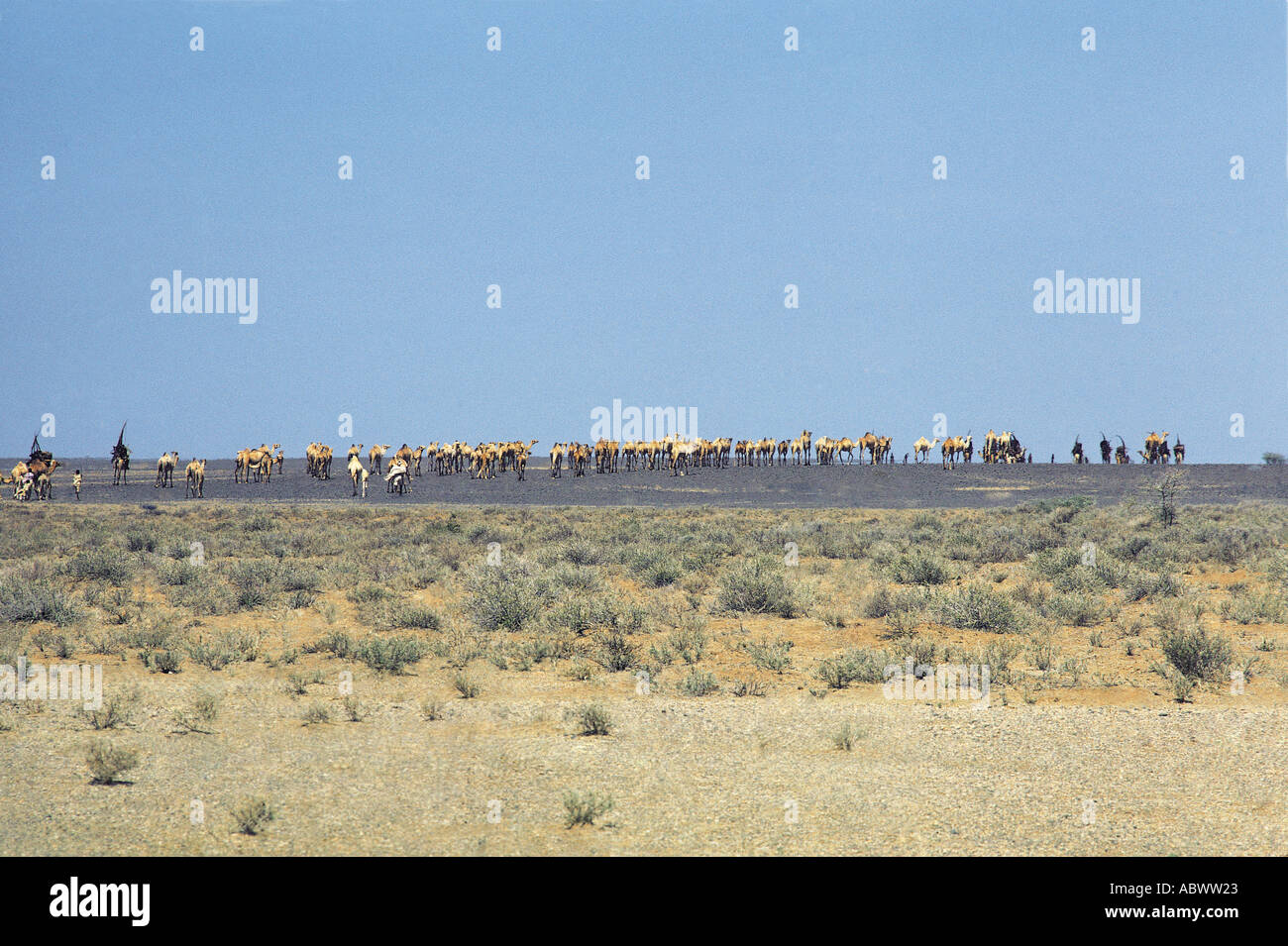 Gabbra Menschen mit ihren Kamelen während der migration Stockfoto