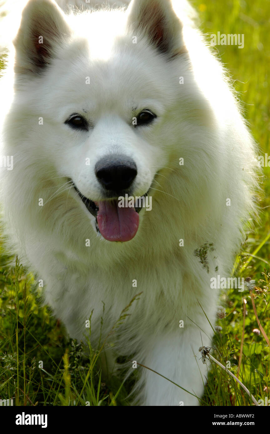 Samoyed Hund auf Rasen Stockfoto