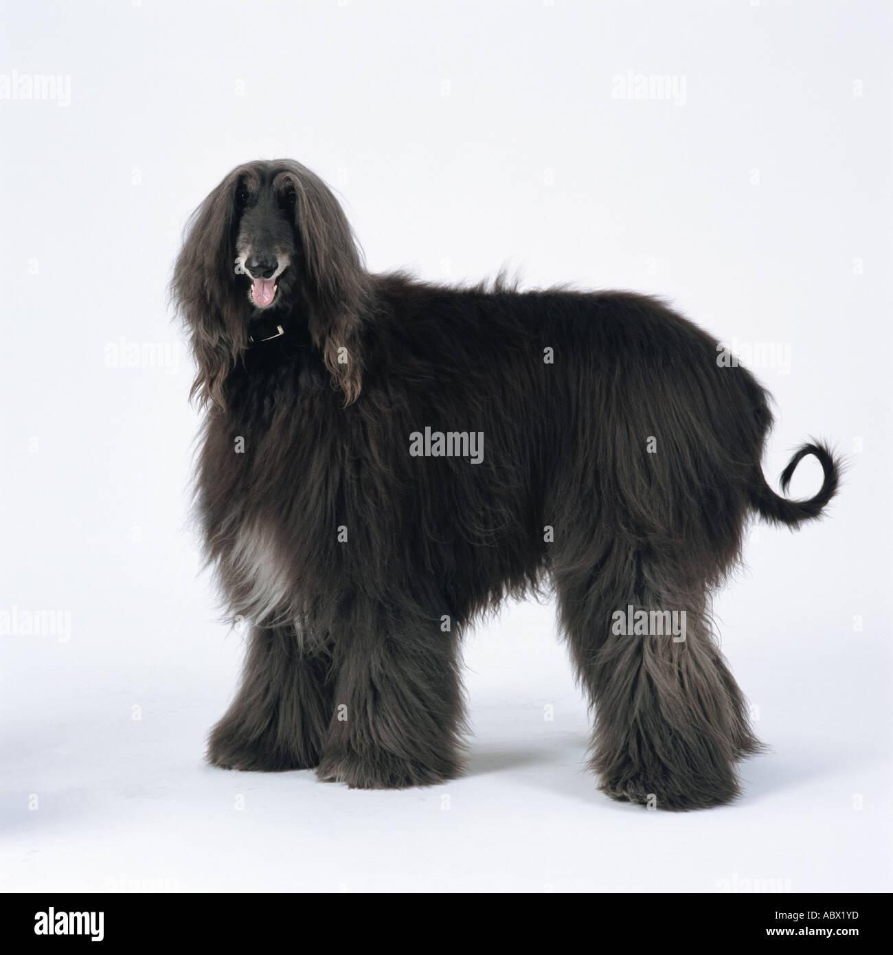 Afghanischer Windhund stehend Stockfoto