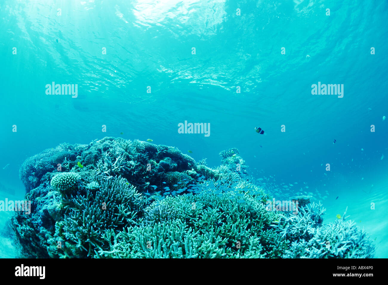 Koralle mit Fische herumschwimmen Okinawa Japan Stockfoto