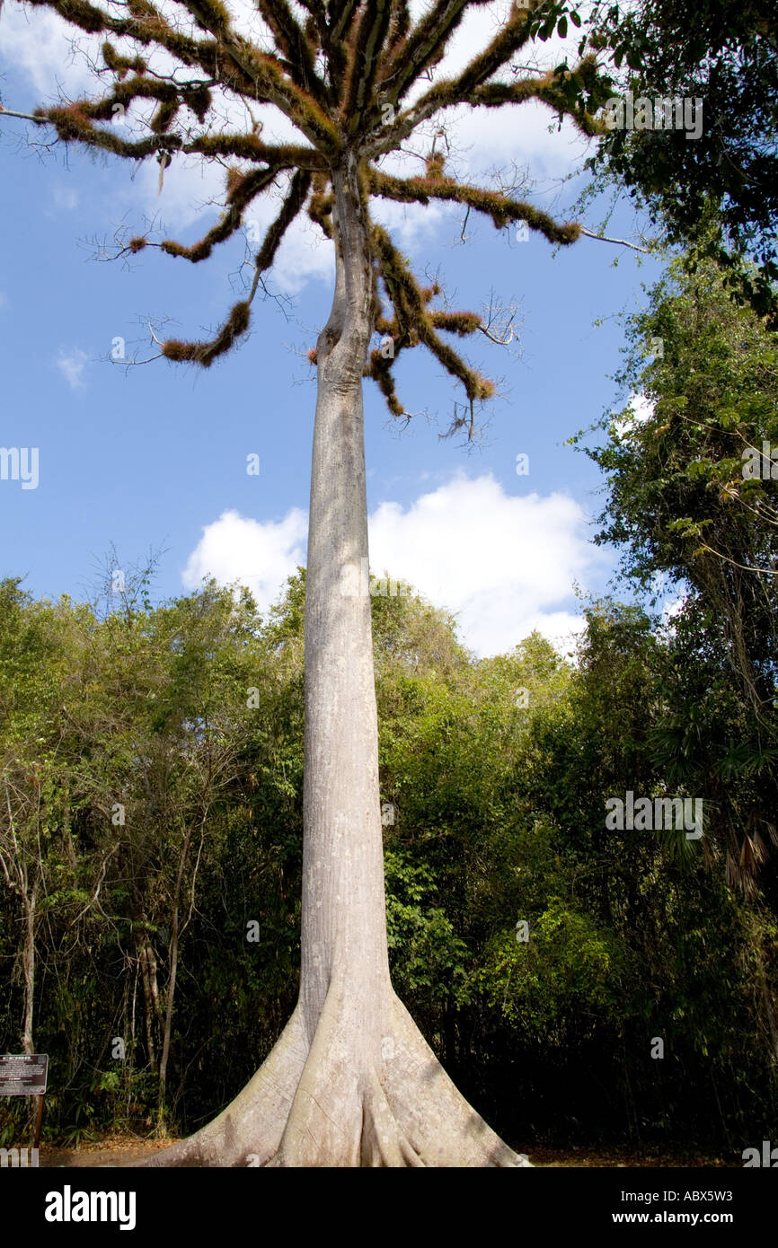 Nationalbaum Kapok oder Keiba Baum in Maya-Ruinen in Tikal Guatemala genannt Stockfoto