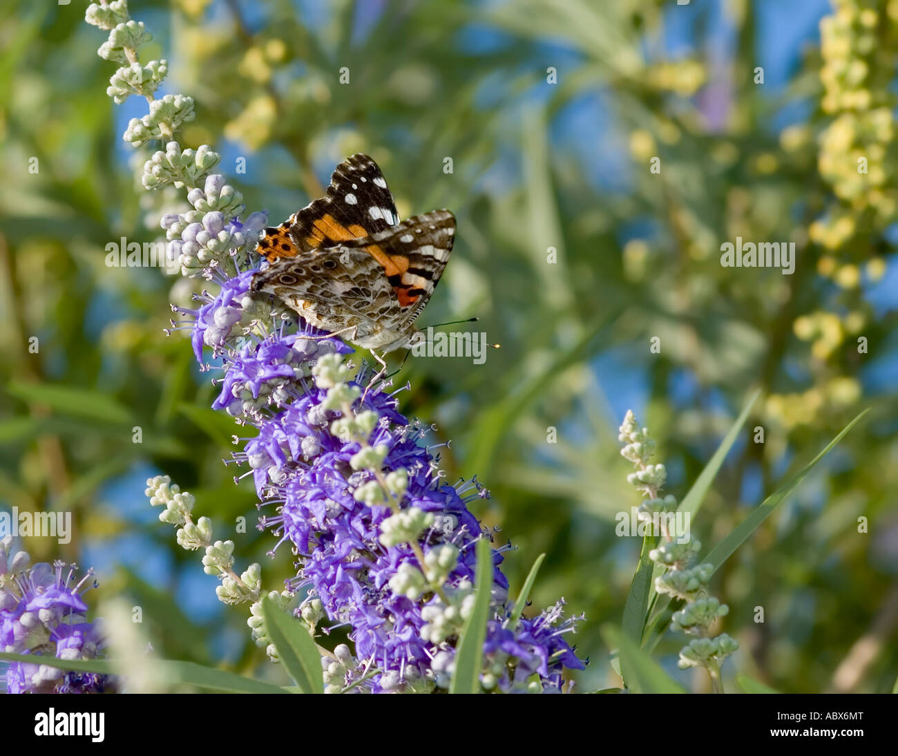 Gemalte Dame Schmetterling, Vanessa cardui, auf einem Schmetterlingsbusch, Buddleja davidii. Oklahoma, USA. Stockfoto