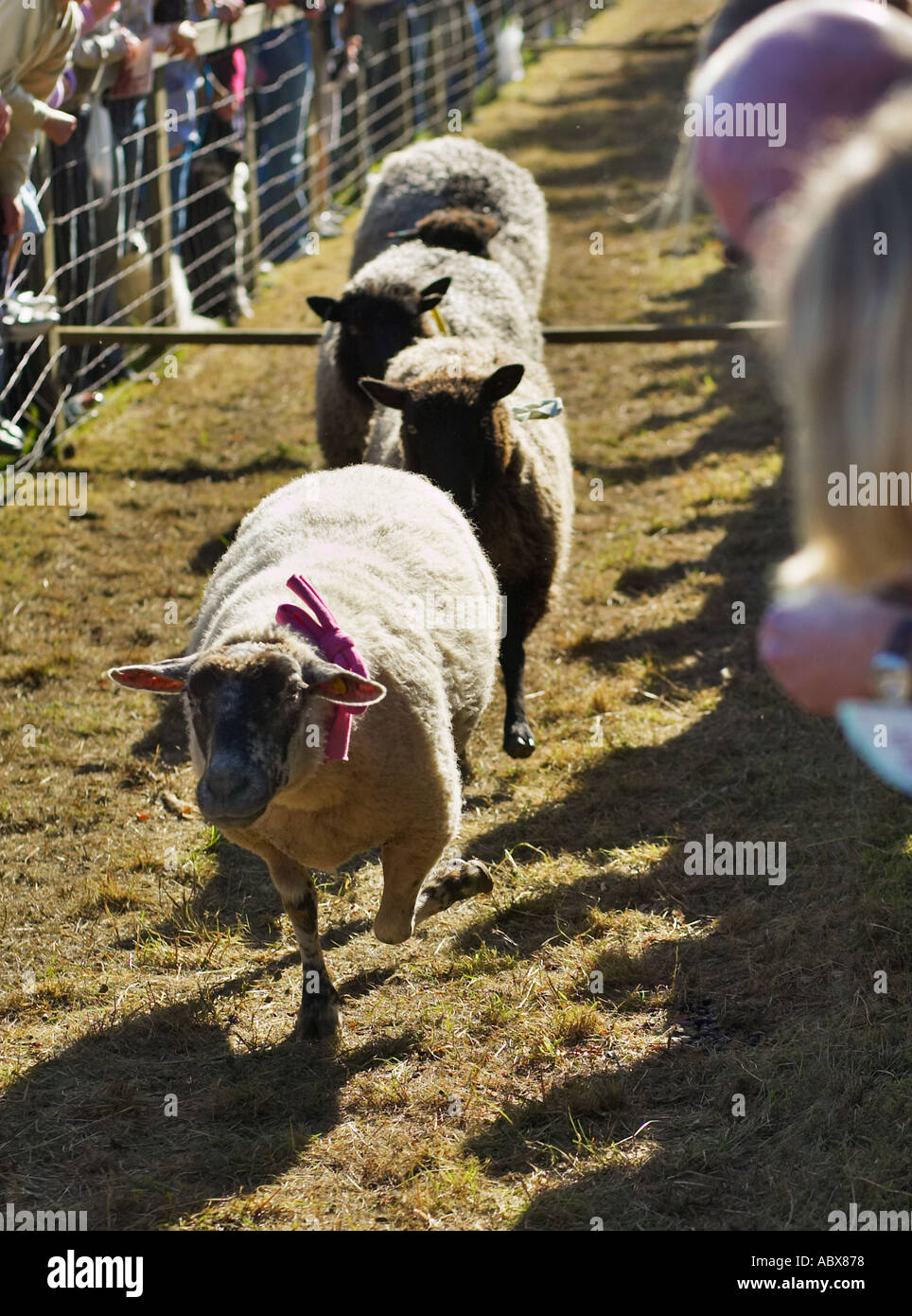 Schaf Rennen über die Hürden in Masham Schafe Fair, Yorkshire, England UK Stockfoto