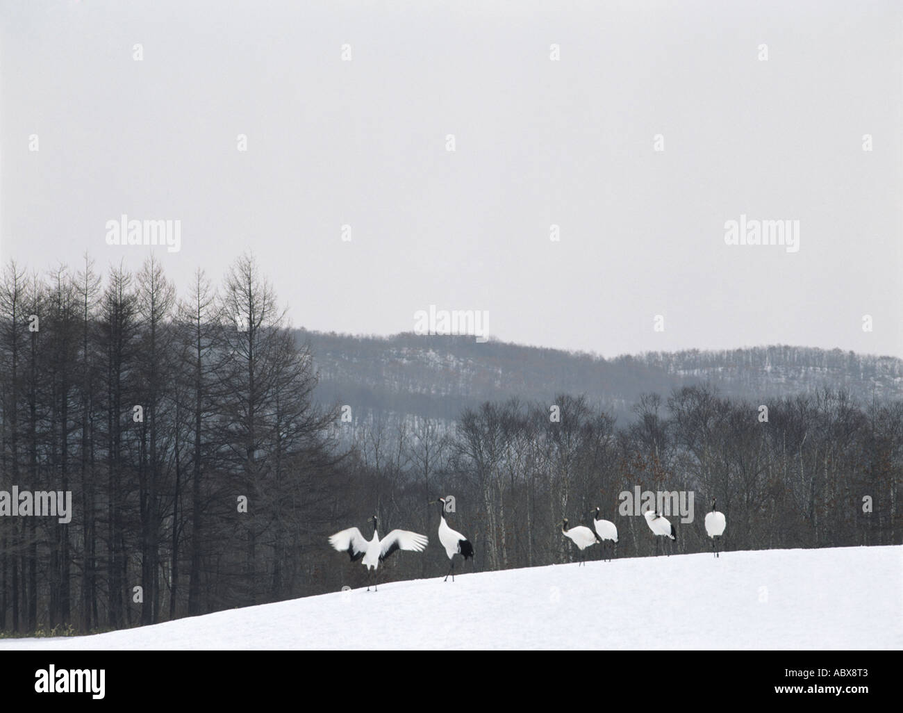 Rot gekrönte Kräne in Hokkaido Japan Stockfoto