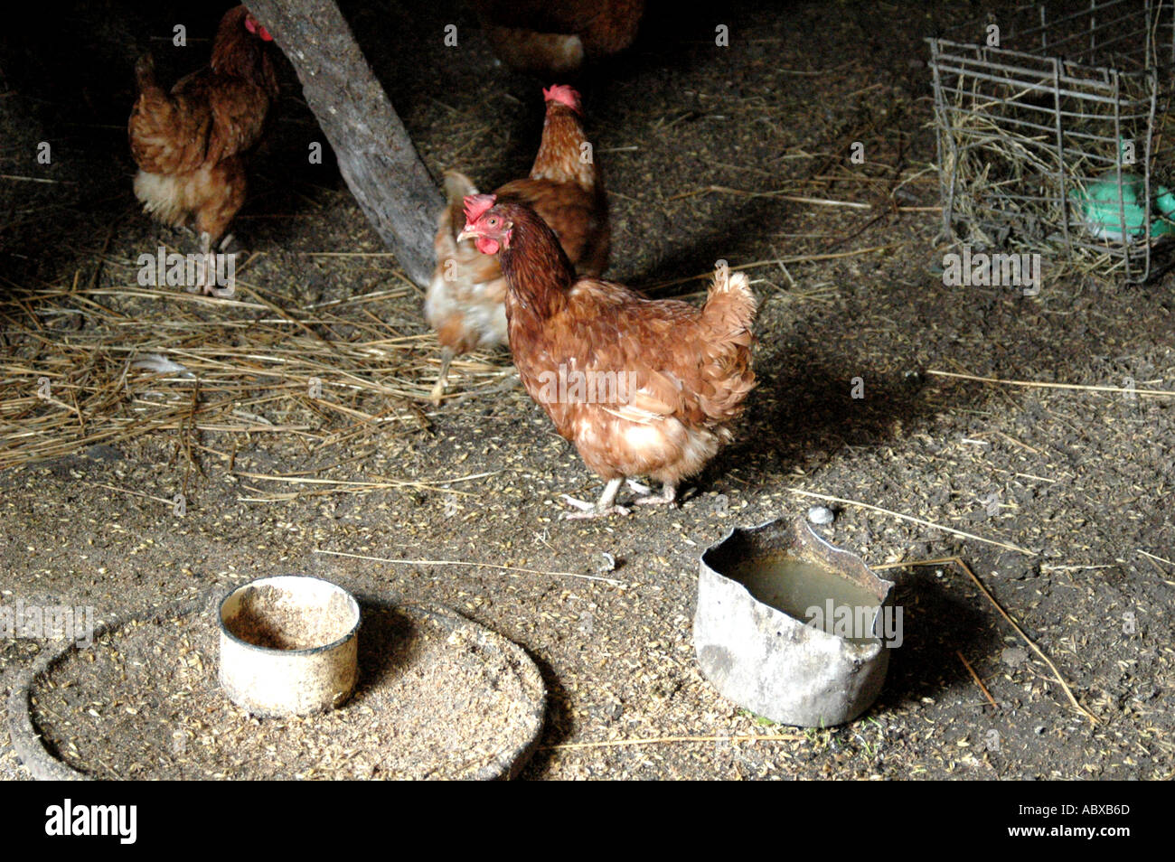 Hühner Essen Stockfoto