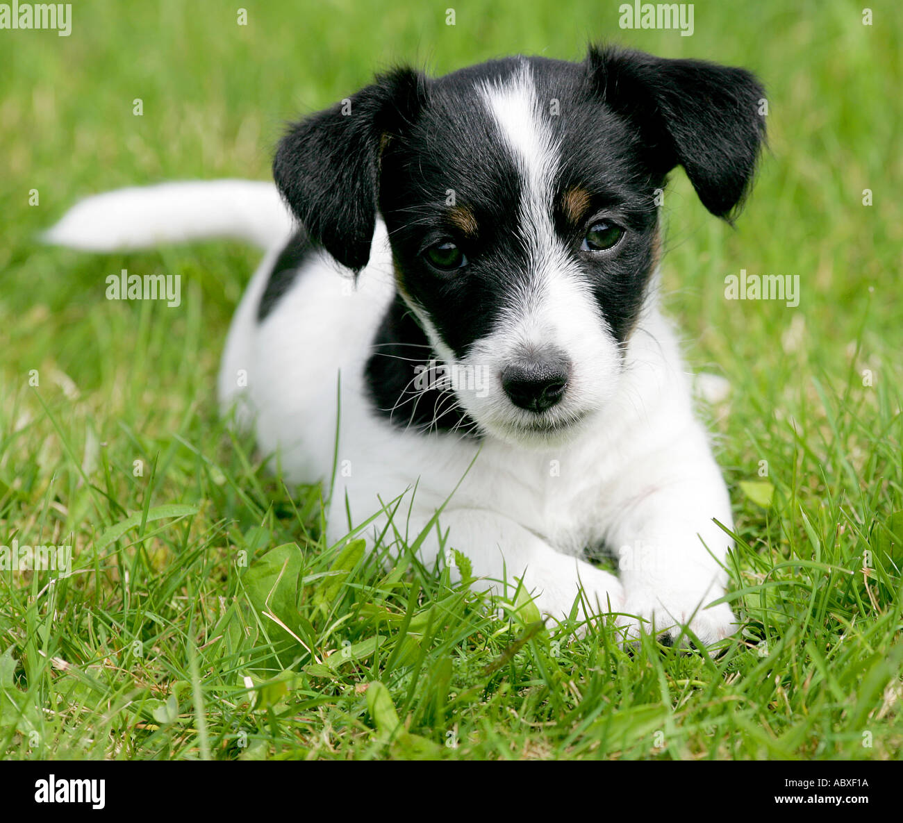 Jack Russell Terrier Welpe Hund Stockfoto