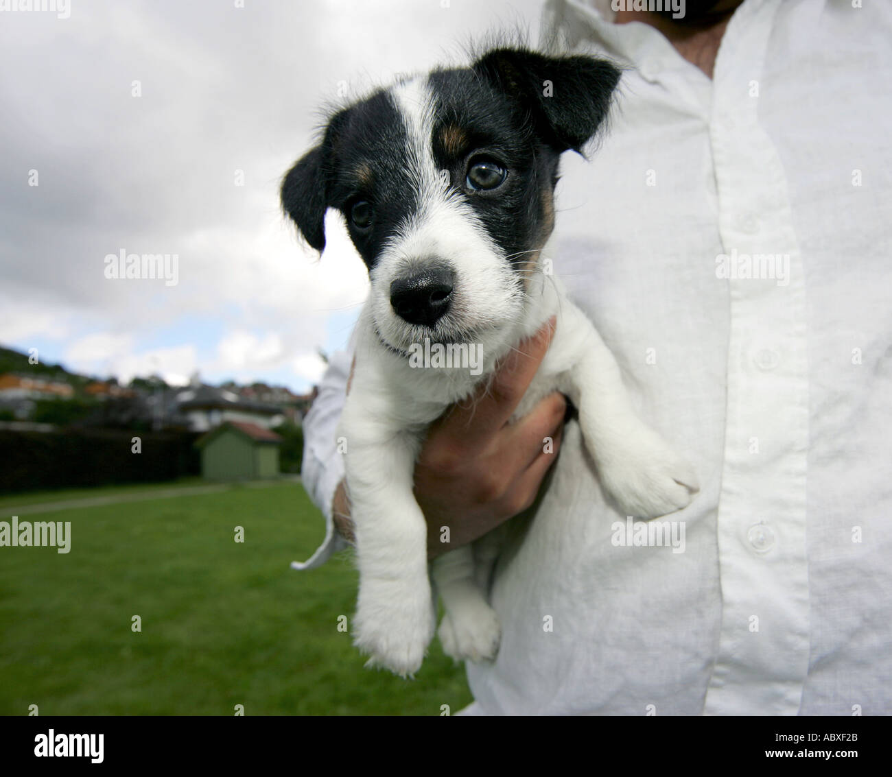Jack Russell Terrier Welpe Hund Eigentümers Stockfoto