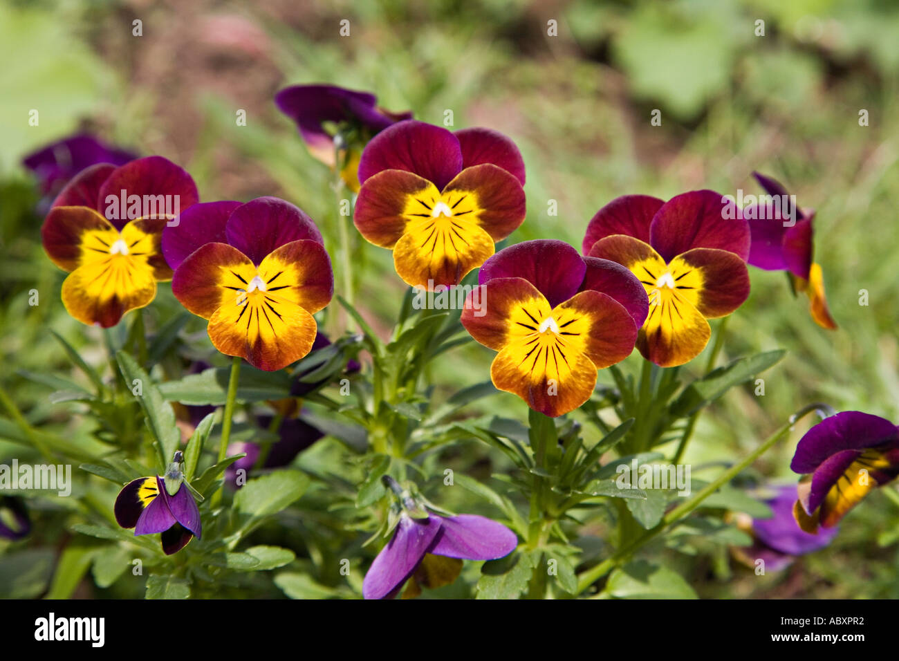 Stiefmütterchen Blumen Viola Tricolor im Garten, Bettwäsche-Wales UK Stockfoto