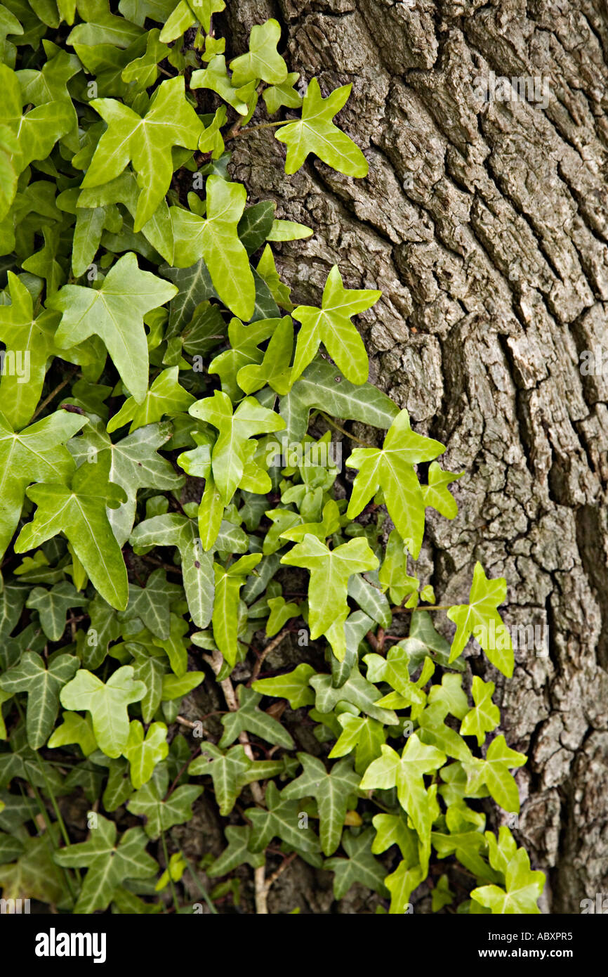 Junger efeu -Fotos und -Bildmaterial in hoher Auflsung  Alamy