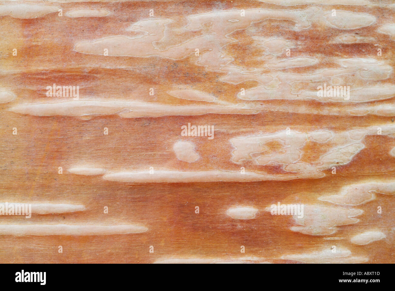 Rosa gefärbten Betula Ermanii Birkenrinde UK GB EU Europa Stockfoto