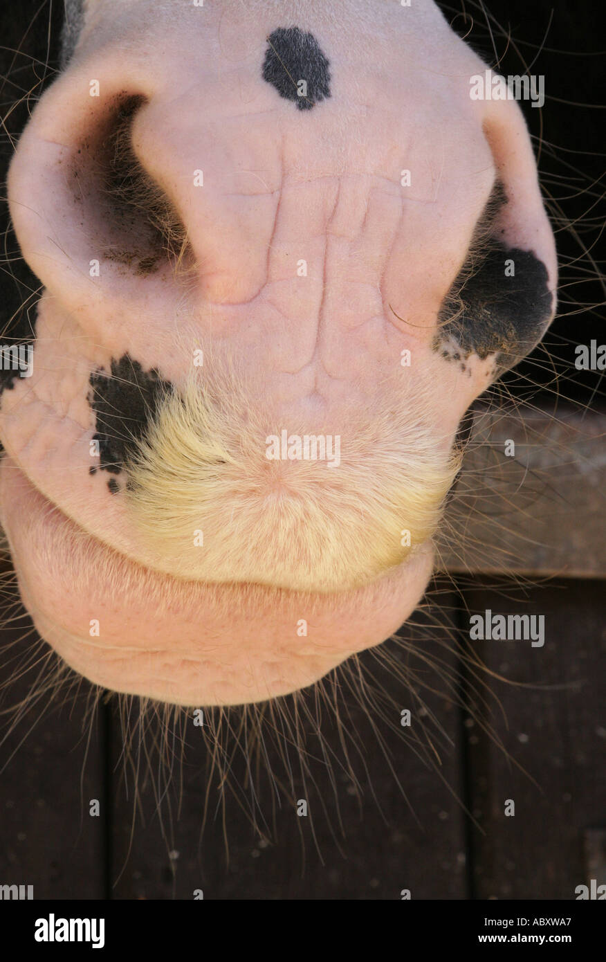 Rosa Schnauze eines Pferdes mit einem weißen Schnurrbart Stockfoto