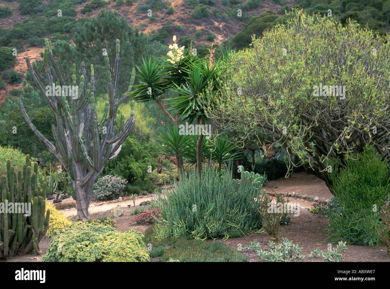 Kaktus An Die Wrigley Memorial Botanischer Garten Avalon Insel