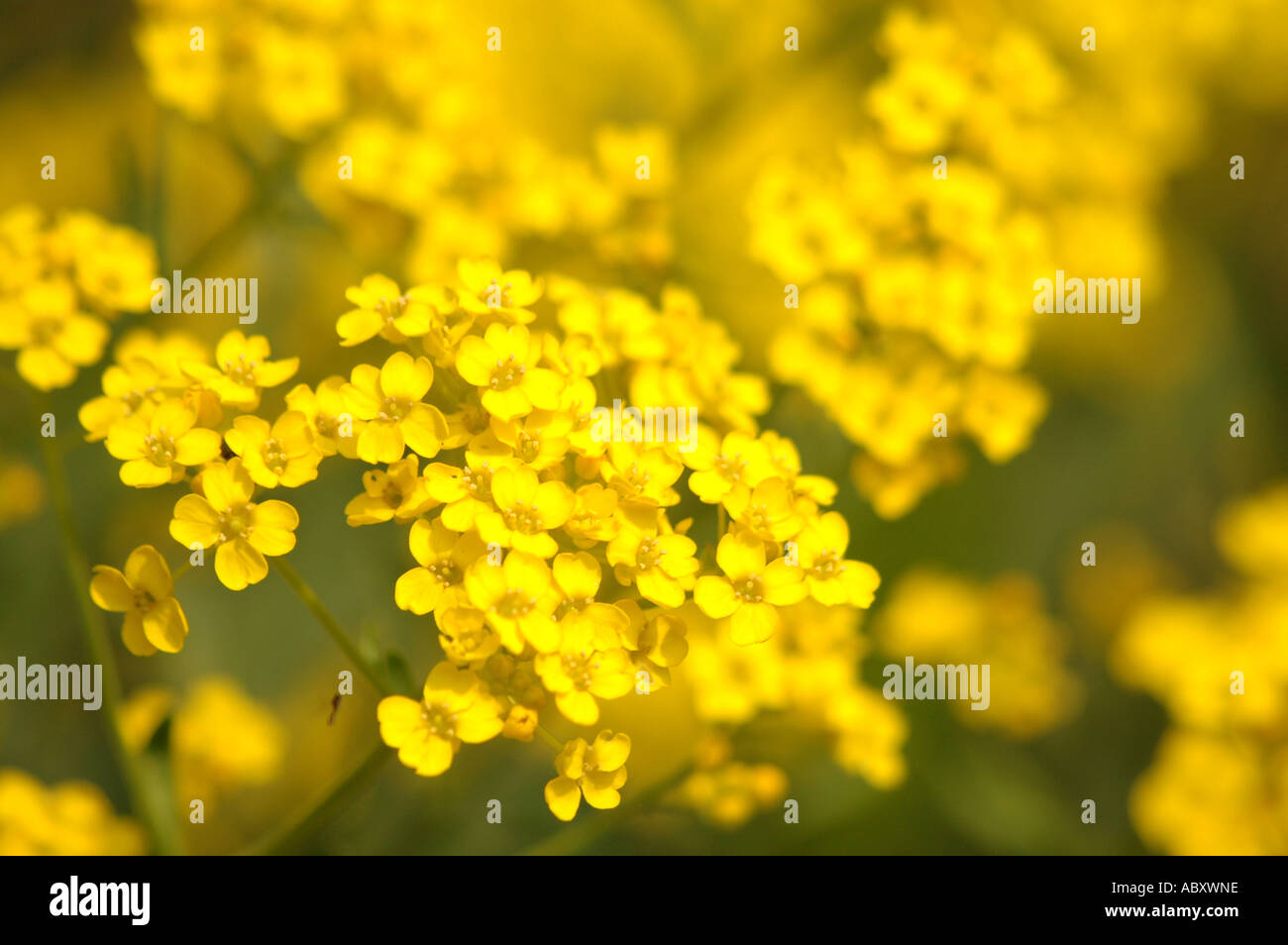 Korb mit Gold (Alyssum saxatile, Aurinia Inselbogens) auch als Goldentuft Alyssum oder Rock Scharfkraut oder Goldstaub Stockfoto