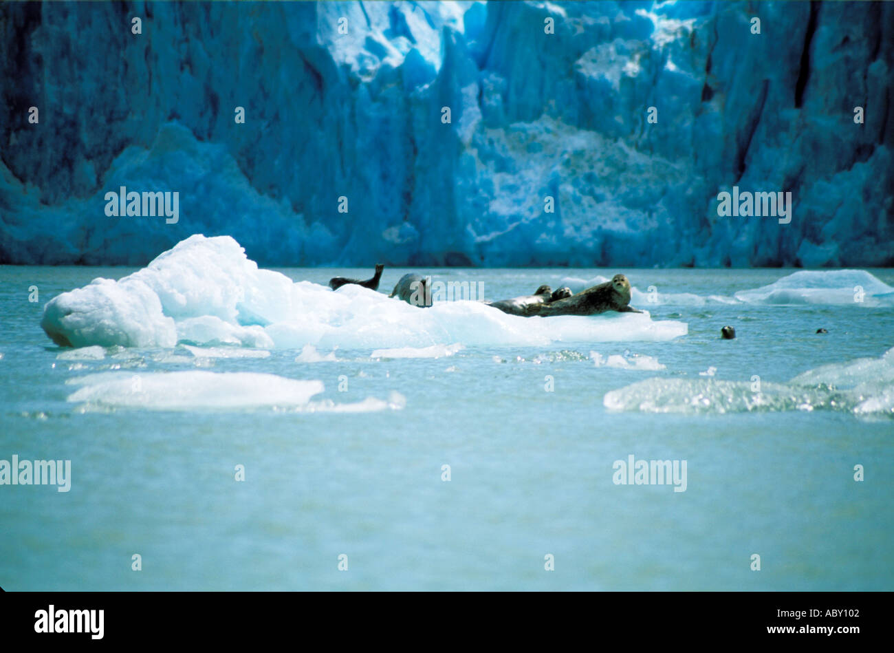 Dichtungen auf Eisberg in Alaska AK Stockfoto
