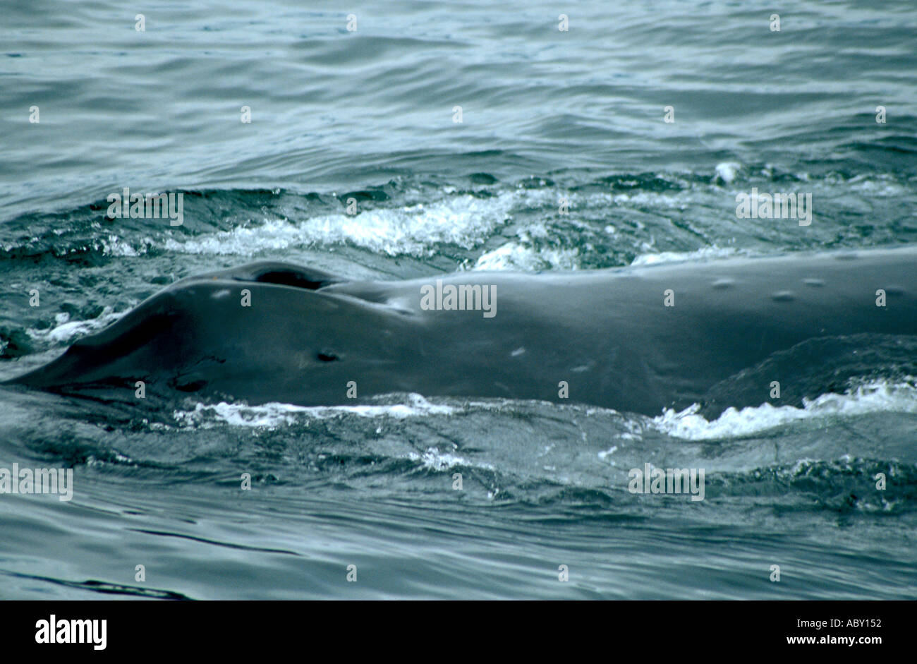 Zwei Lunker ein Buckelwal AK Alaska Stockfoto