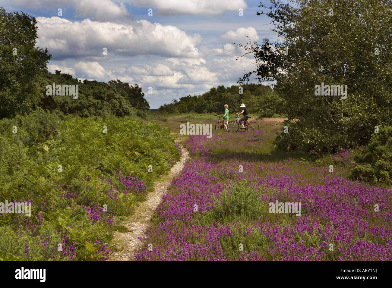 Radfahrer auf Kelling Heath Norfolk Stockfoto