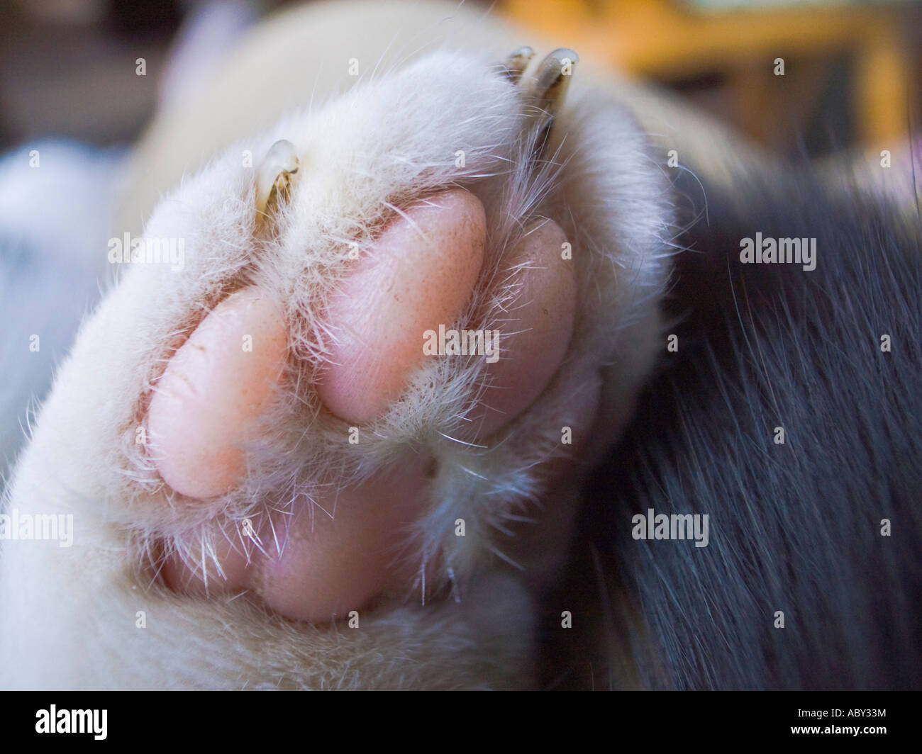 Hauskatze Pfote zeigen, Zehen und Ballen aus England UK EU Stockfoto