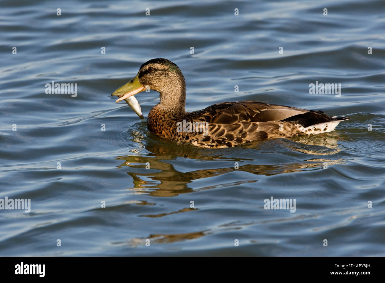 Weibliche Stockente Anas Platyrhynchos auf dem Wasser mit Fischen Priory Parken Bedford Stockfoto