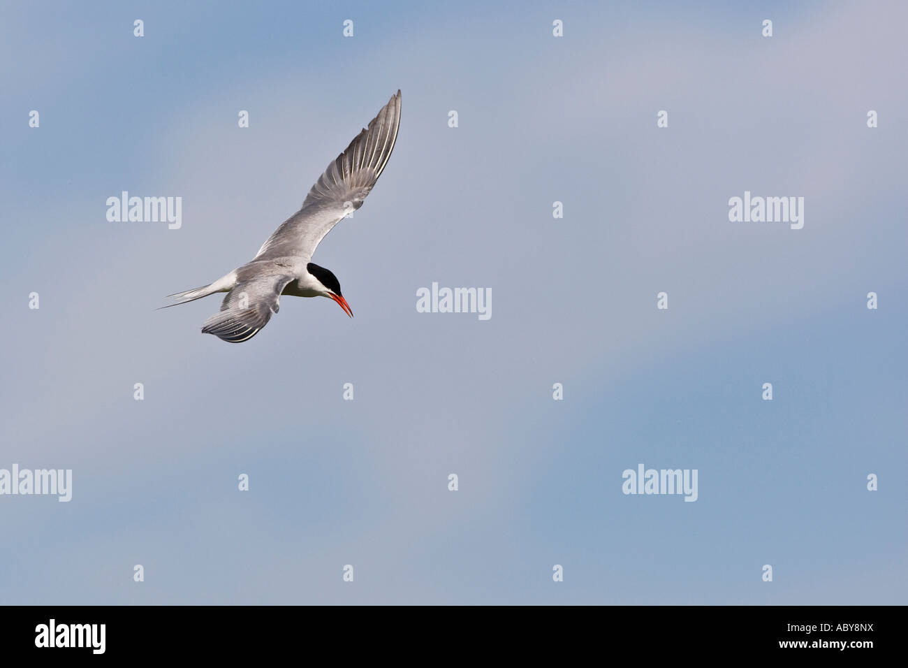 Gemeinsamen Tern Sterna Hirundo im Flug mit Flügeln, Priory Park Bedford Stockfoto