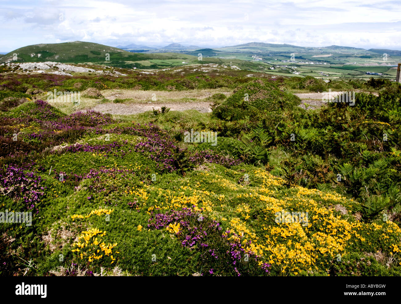 Wildblumen und Ginster am Parkplatz an der Spitze der Halbinsel Lleyn Stockfoto