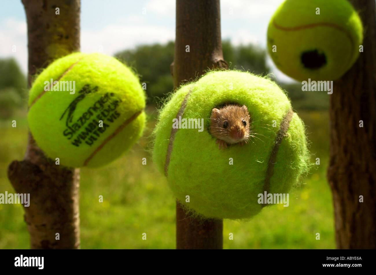 DER ALL ENGLAND CLUB IN WIMBLEDON SPENDEN 350 TENNISBÄLLE, DIE WILDLIFE TRUSTS ERHALTUNGSPROGRAMM BEDROHTER H SPEICHERN Stockfoto