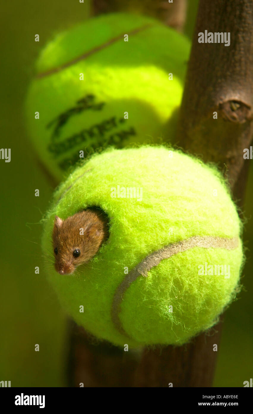 DER ALL ENGLAND CLUB IN WIMBLEDON SPENDEN 350 TENNISBÄLLE, DIE WILDLIFE TRUSTS ERHALTUNGSPROGRAMM BEDROHTER H SPEICHERN Stockfoto