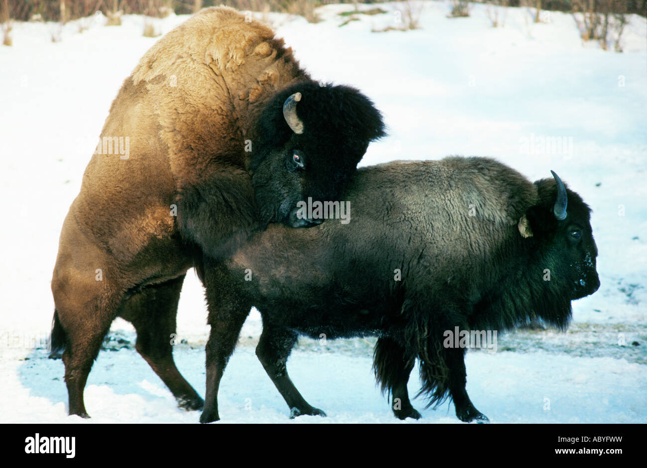 Amerikanische Bisons Herde Old Faithful Bereich Yellowstone National Park, USA Stockfoto