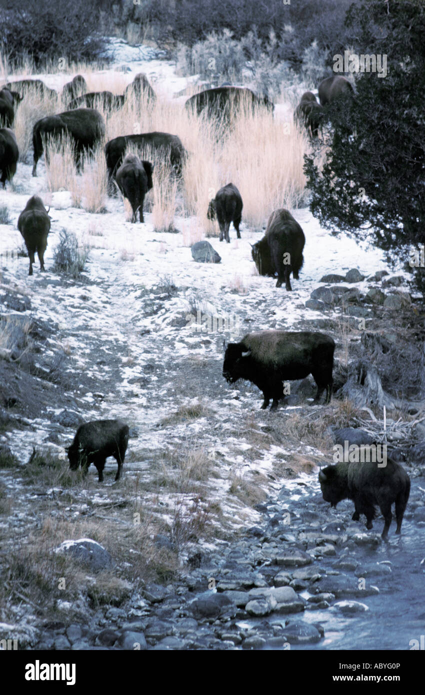 Amerikanische Bisons Herde Old Faithful Bereich Yellowstone National Park, USA Stockfoto