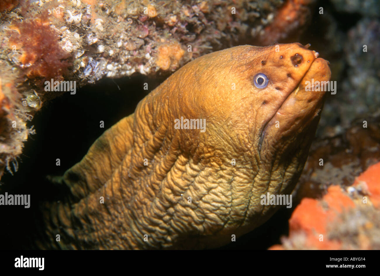 Grüner Moray-Aal, Gymnothorax prasinus, Nelson Bay, Port Stephenes, Australien Stockfoto