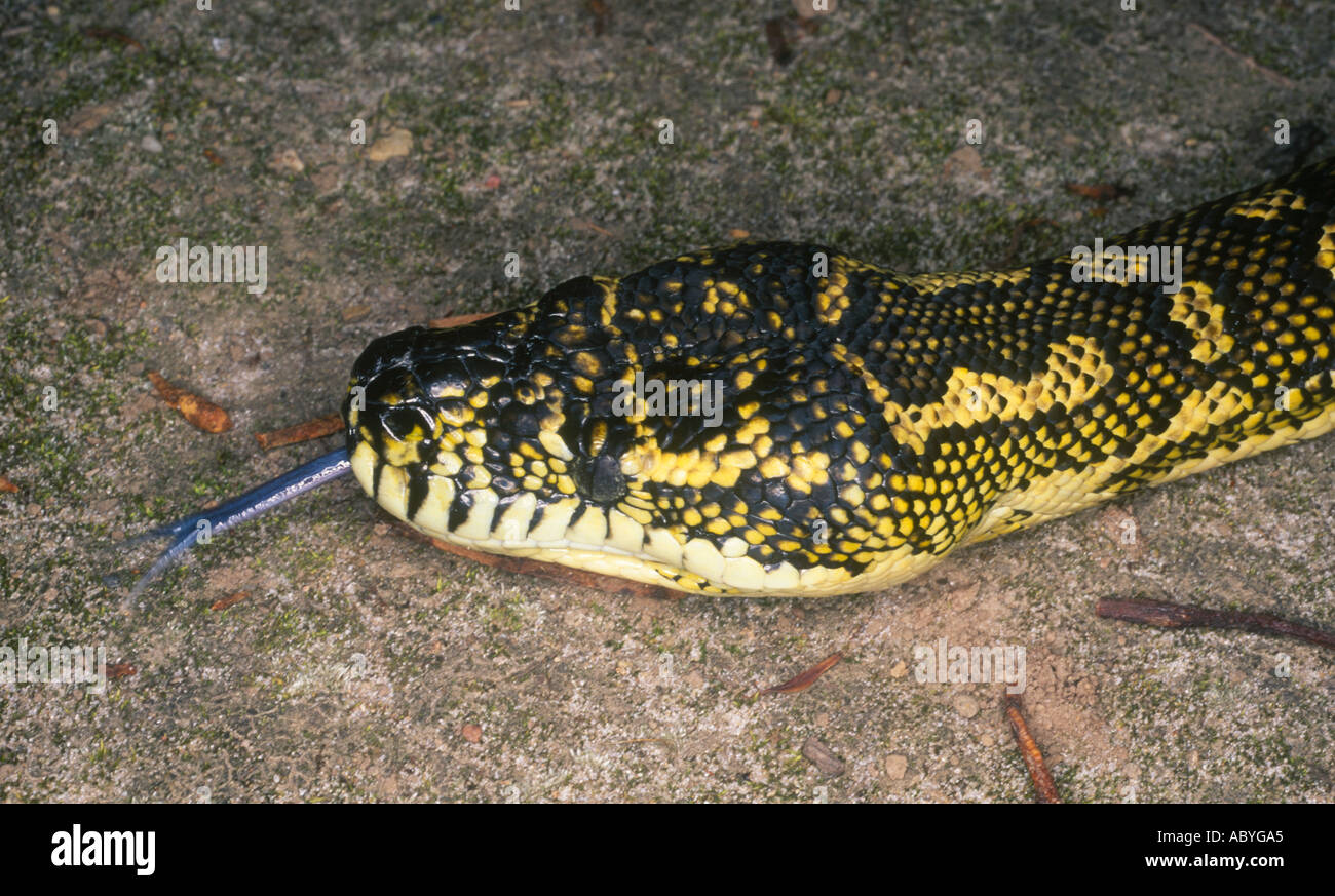 Teppich-Python, Morelia Spilota. Australische Schlange mit seiner Zunge heraus. Stockfoto