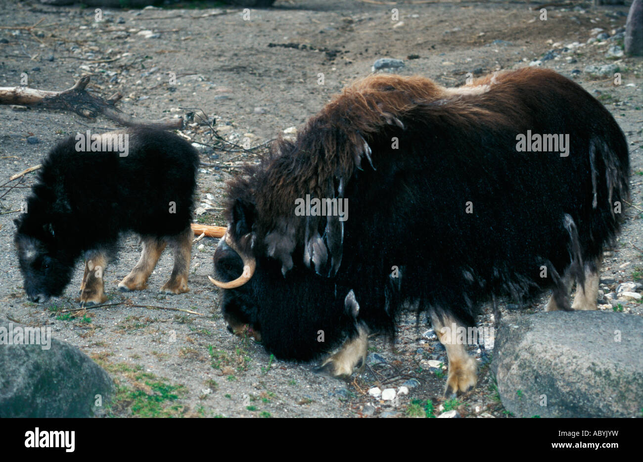 Norden Alaska USA Alaska Arktis Artiodactyla Bos Horntiere Brooks Ovibos Ovibovini Palette Nordhang USA Erwachsene Erwachsene Amerika Stockfoto