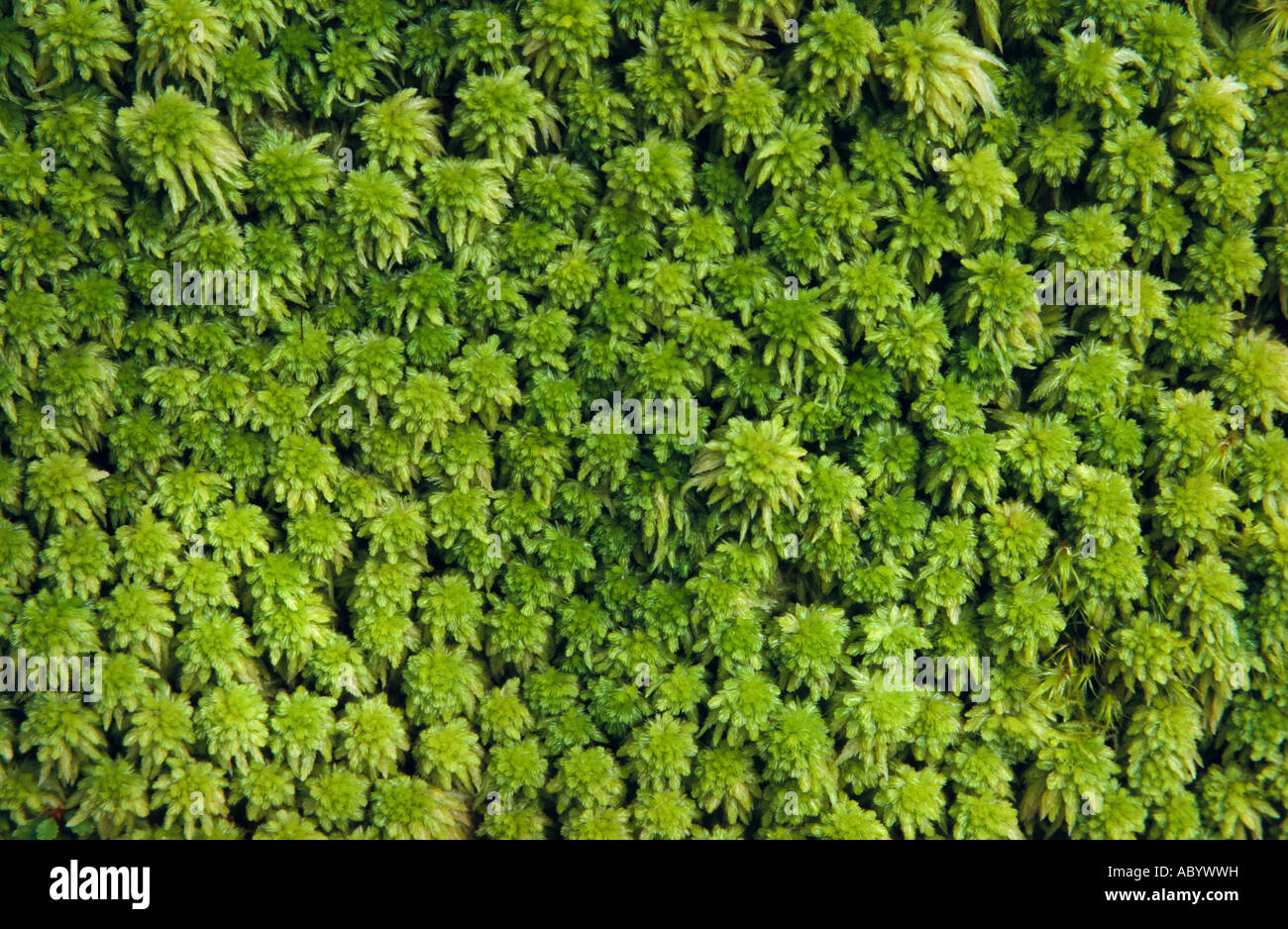 Sphagnum Moos, Milford Track, Fiordland-Nationalpark, Südinsel, Neuseeland, horizontal Stockfoto