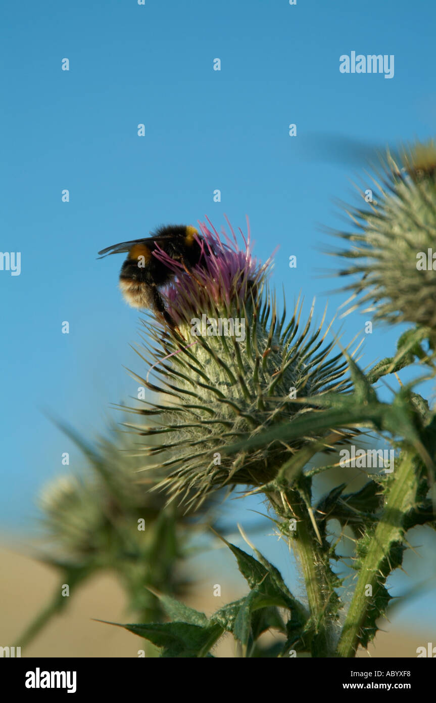 Bienen sammeln Pollen aus Thristle Honig Produktion Aufsehen fleißig wie eine Biene pollenation Stockfoto