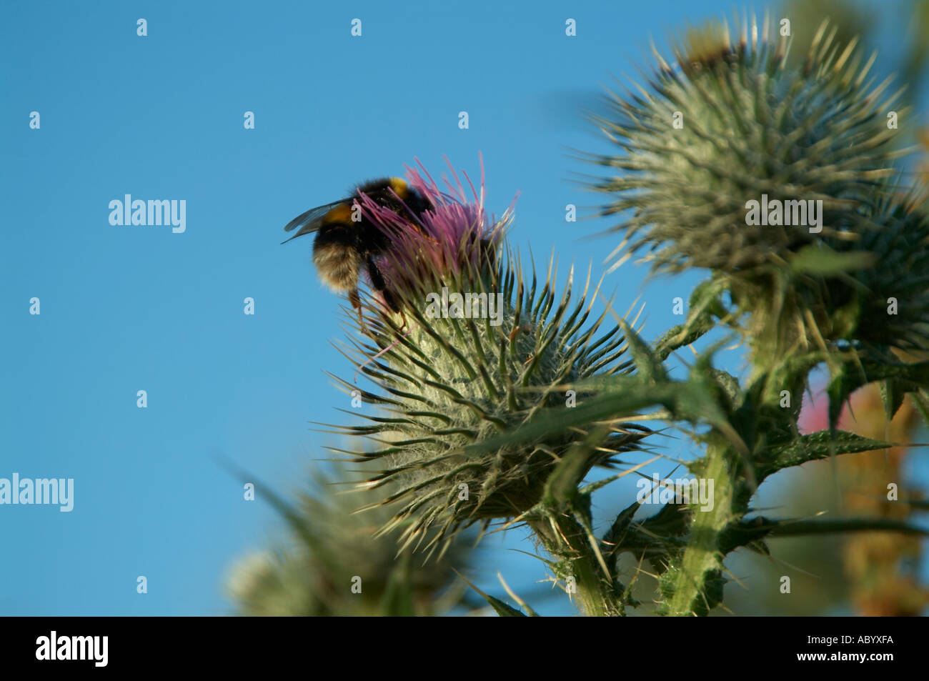 Bienen sammeln Pollen aus Thristle Honig Produktion Aufsehen fleißig wie eine Biene pollenation Stockfoto