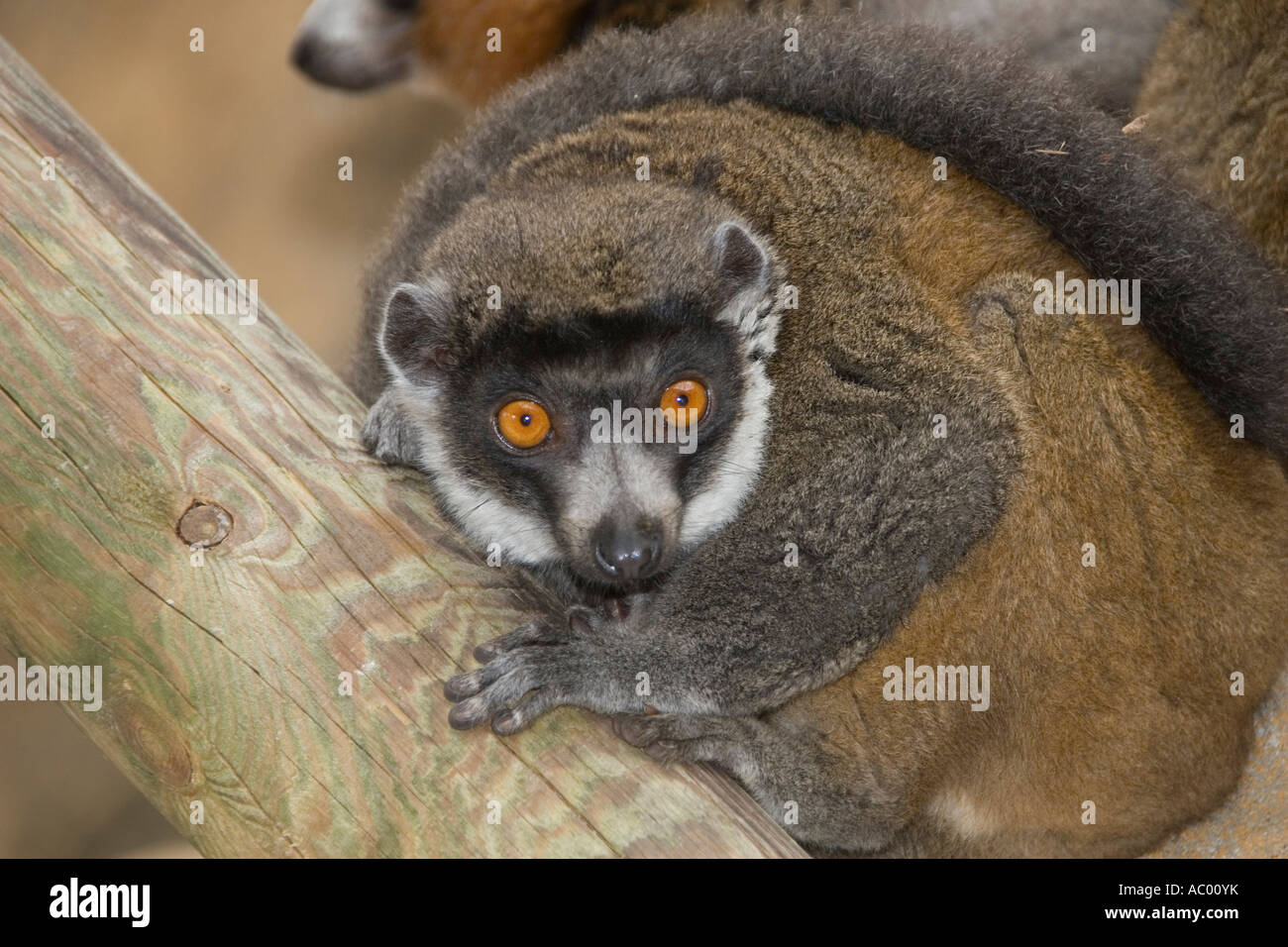 Mungo Lemur Stockfoto