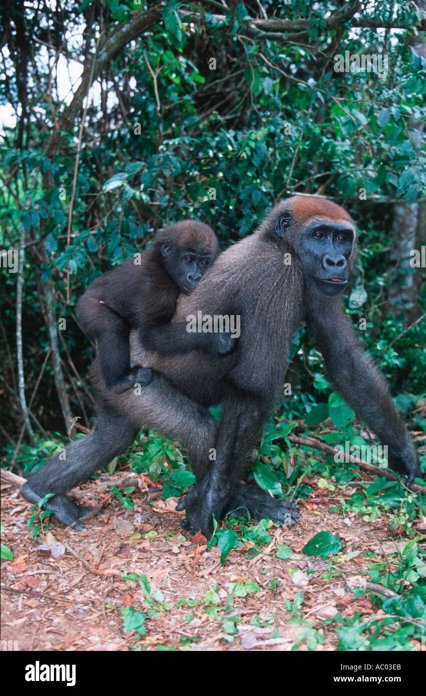 Flachlandgorilla mit Baby Gorilla Gorilla Gorilla bedrohte Arten tropischen Zentralafrika Stockfoto