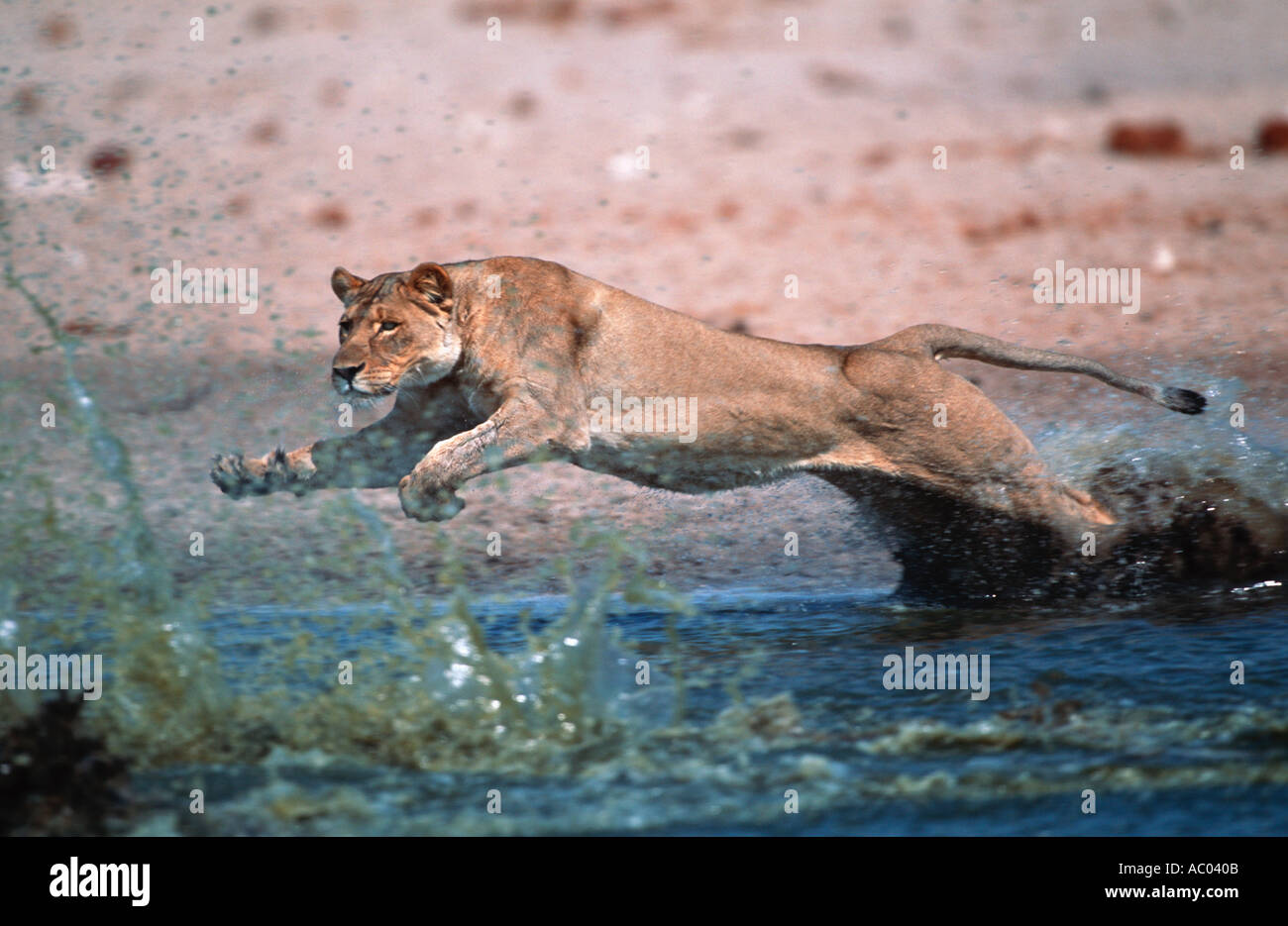 Löwe Panthera Leo Löwin Pirsch und Jagd nach Beute am Wasserloch Etosha N P Namibia Stockfoto
