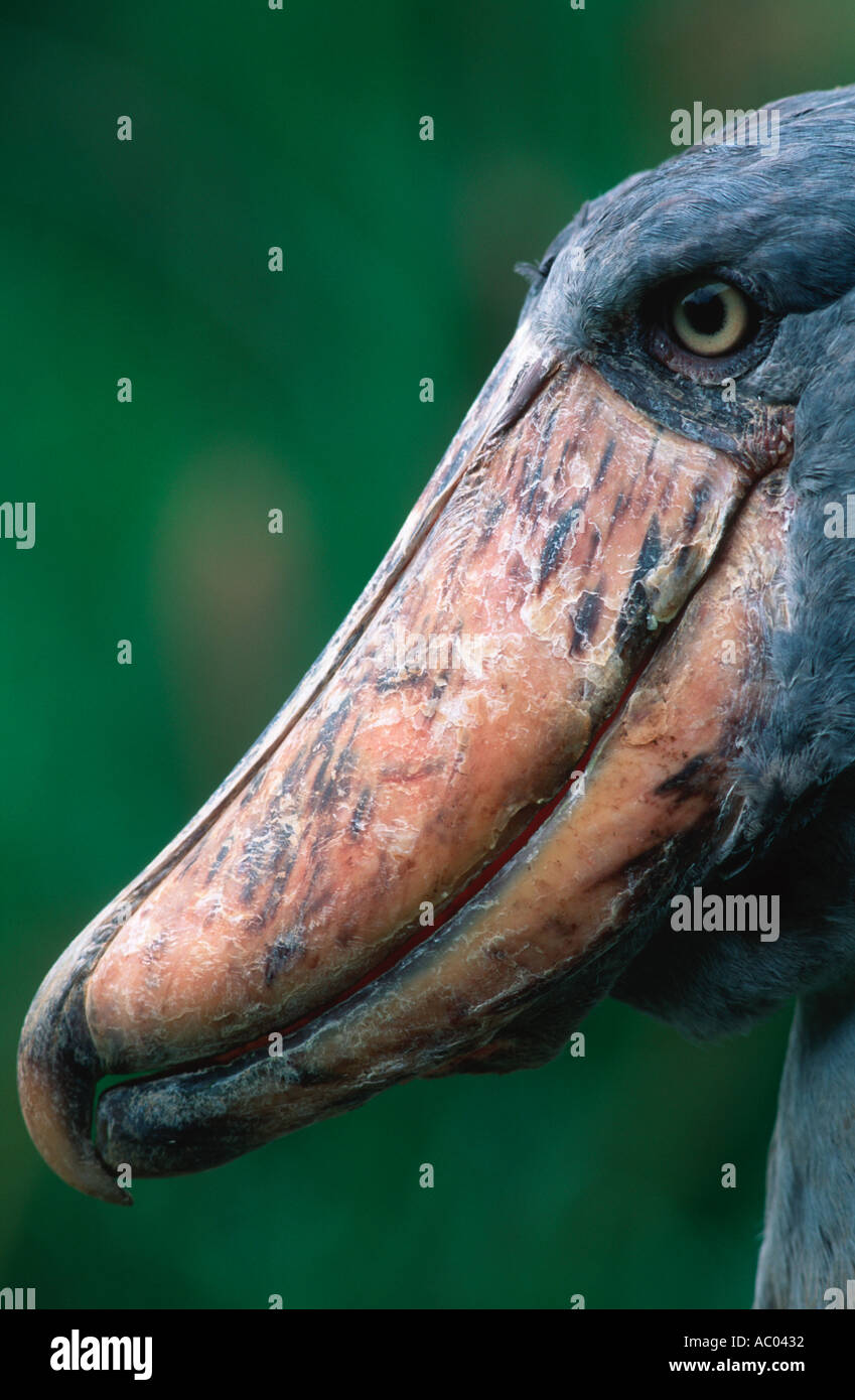 Schuhschnabel Storch Balaeniceps Rex gefährdeten Arten lokalisierte in Ost-Zentral-Afrika Stockfoto