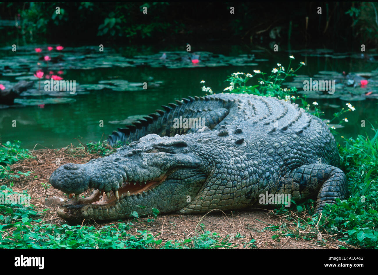 Mündungs Salzwasser Krokodil Crocodylus Porosus Basking öffnen ist Mund ein Mittel zur Regulierung der Körpertemperatur Australien Stockfoto