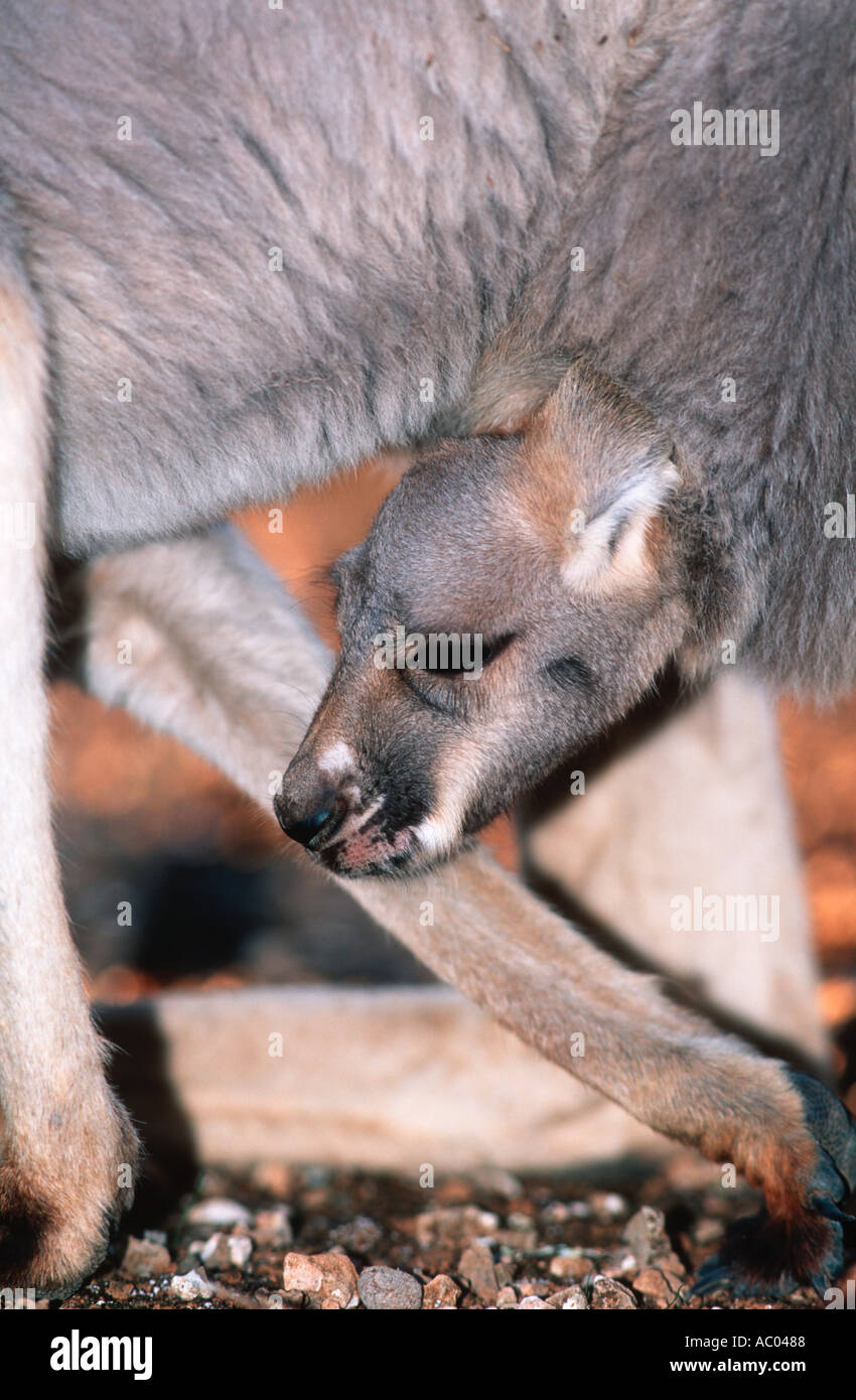 Red Kangaroo Macropus Rufus Joey jungen im Beutel Australien Stockfoto