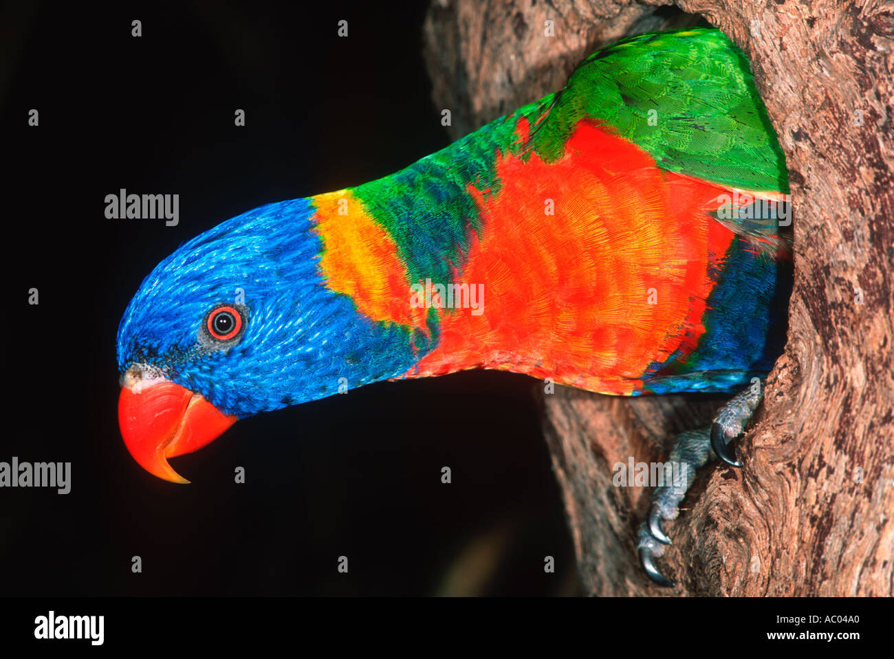 Regenbogen Lorikeet Trichoglossus Haematodus bei Verschachtelung Loch im Baum Australien Stockfoto