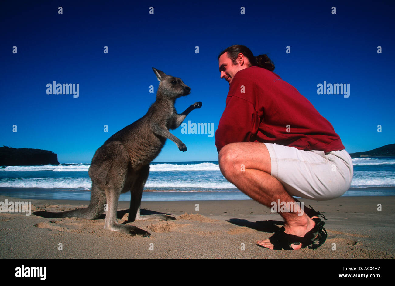 Menschen Touristen trifft ein Känguru auf steinigen Strand Modell freigegeben Australien Stockfoto
