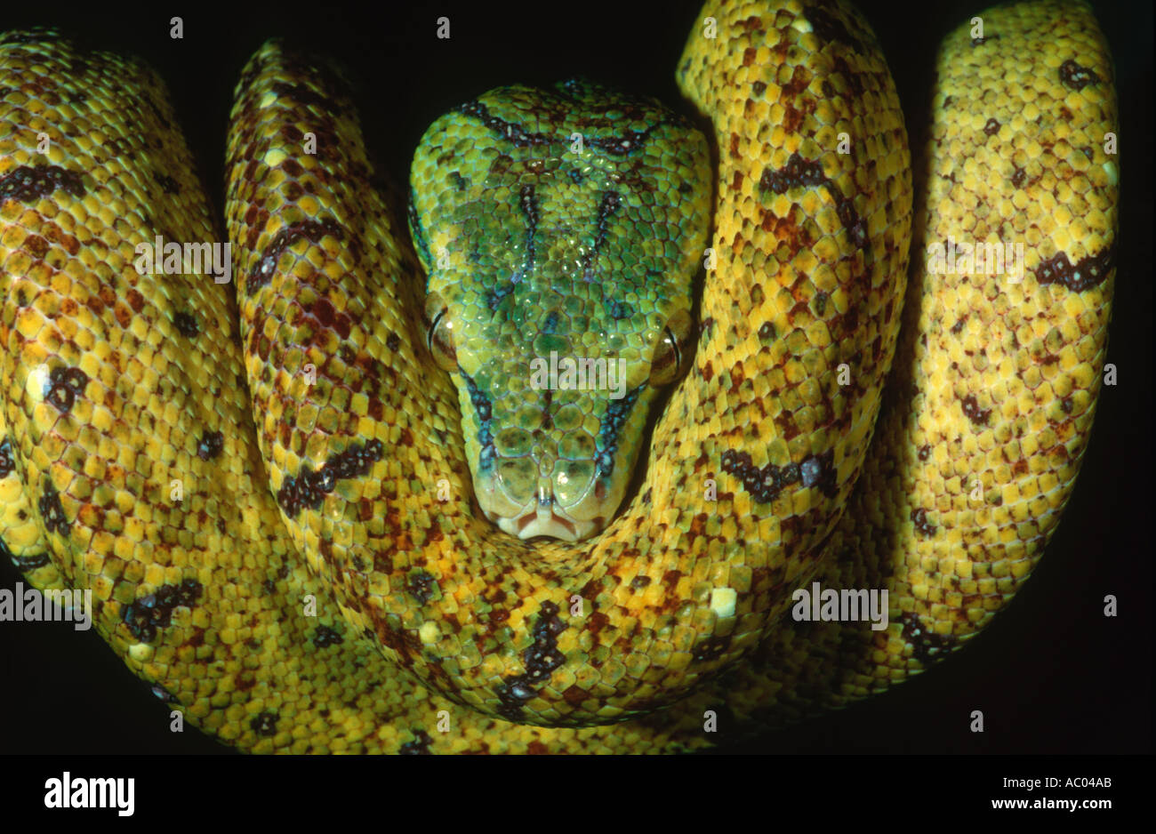 Grün-Python-Chondropython Viridis Arboreal Regenwaldarten unreifen Färbung Australien Stockfoto
