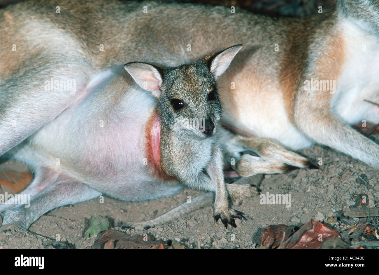 Agile Wallaby Macropus Agilis mit Joey jungen im Beutel Australien Stockfoto