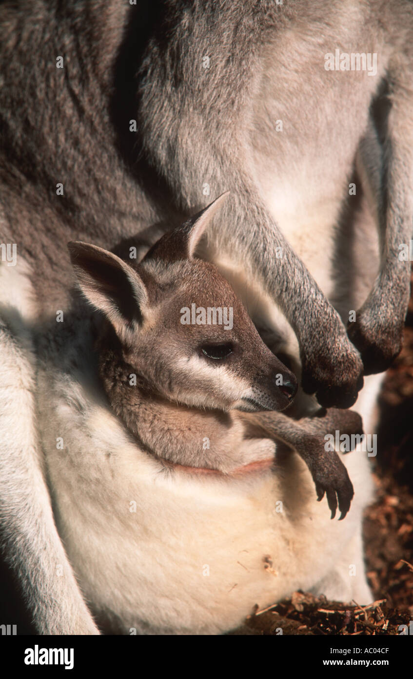 Whiptail Wallaby Macropus Parryi mit Joey jungen im Beutel Australien Stockfoto