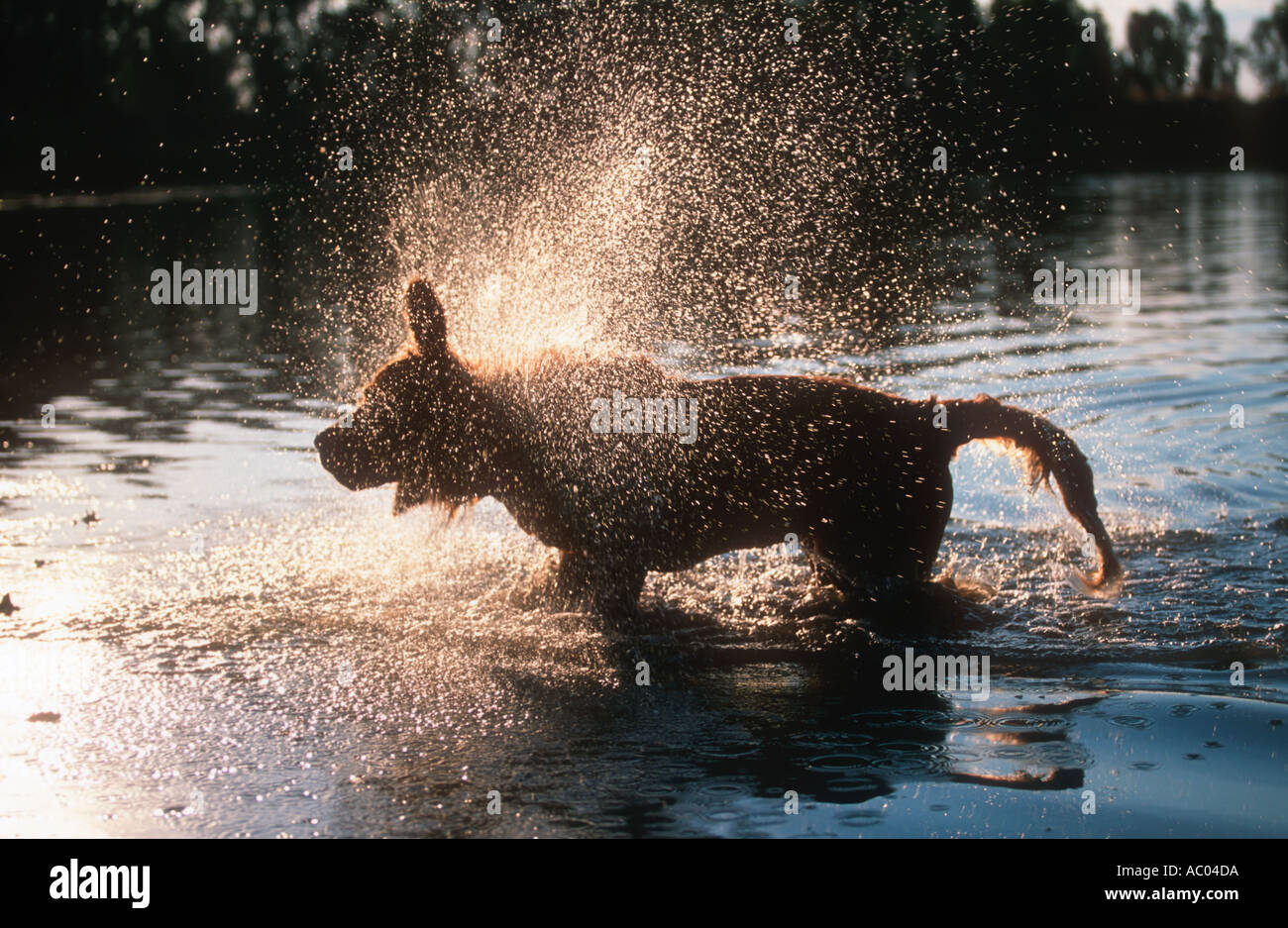 Haushund Labrador Golden Retriever Stockfoto